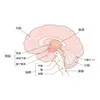 脳の構造と各部位の役割についてわかりやすく解説します