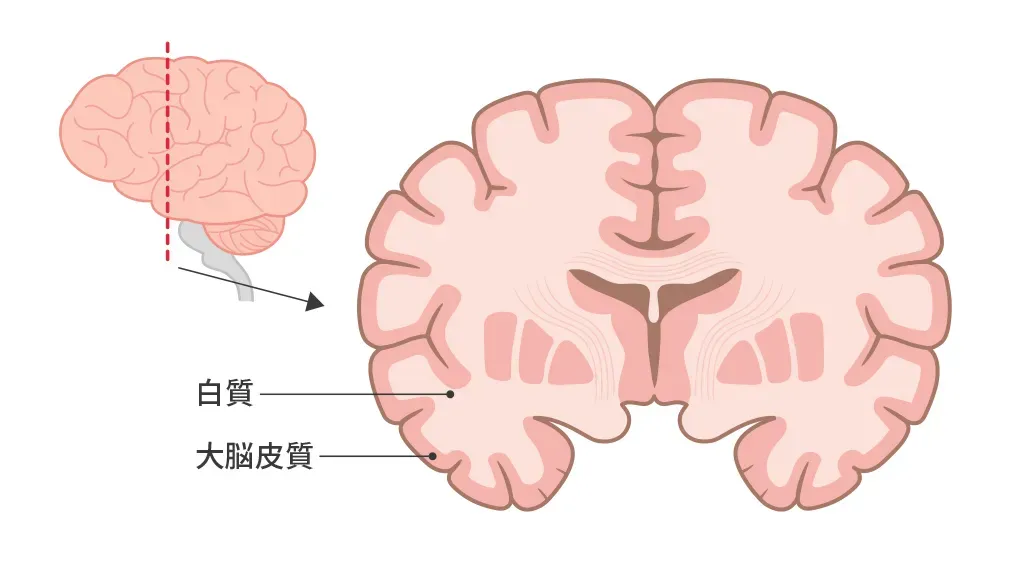 大脳の断面図（灰白質と白質）