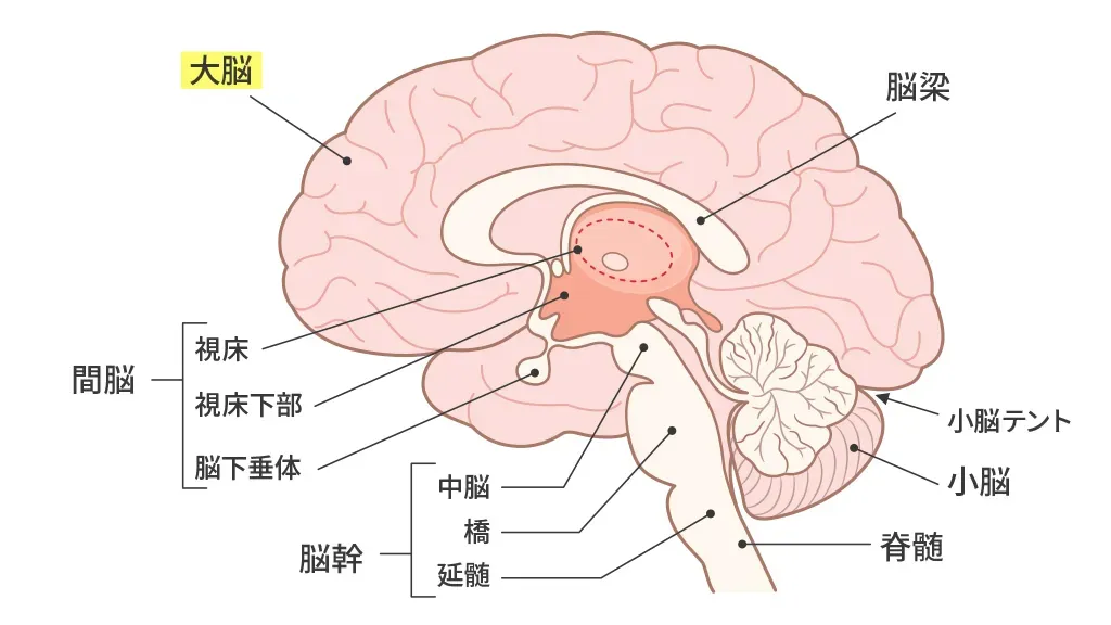 大脳