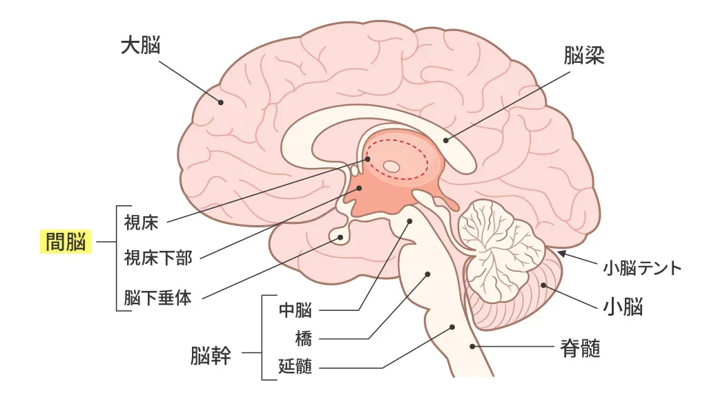 間脳