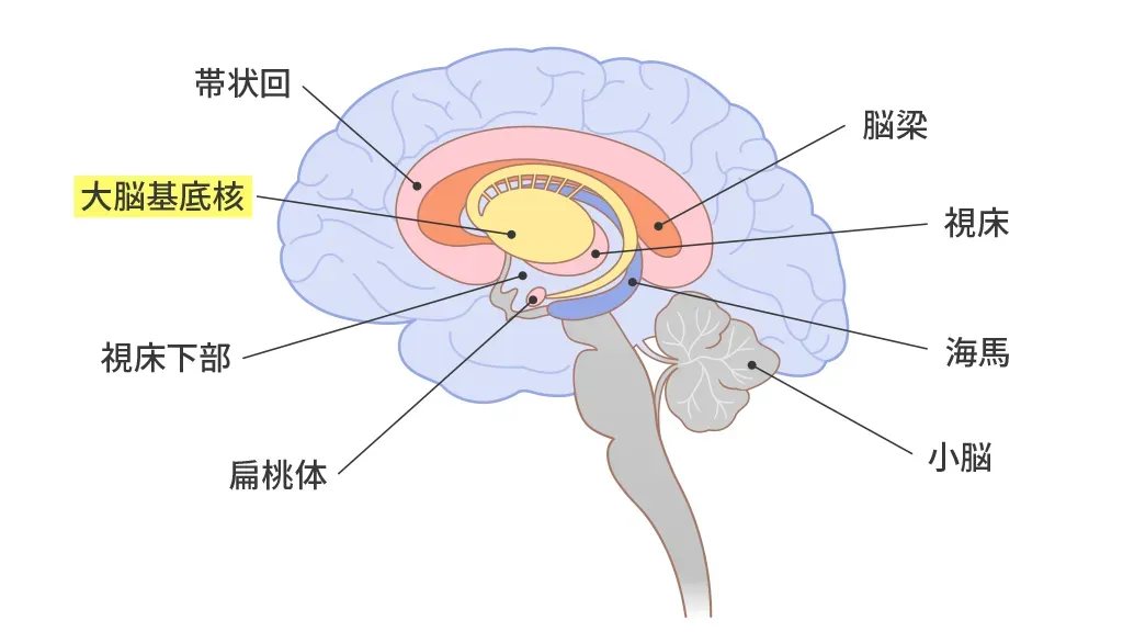 大脳基底核