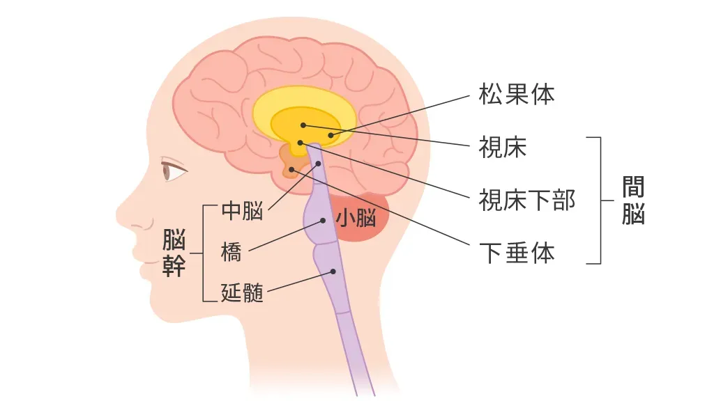 脳とは