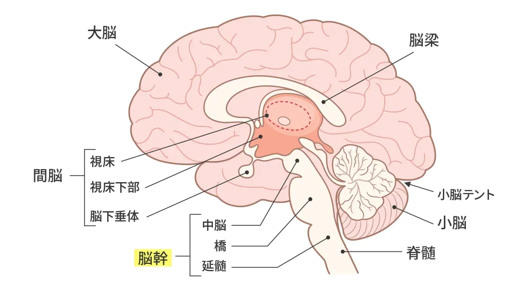脳幹