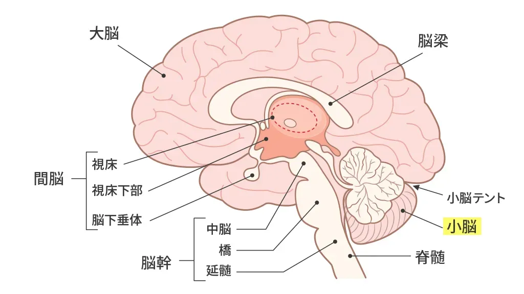 小脳