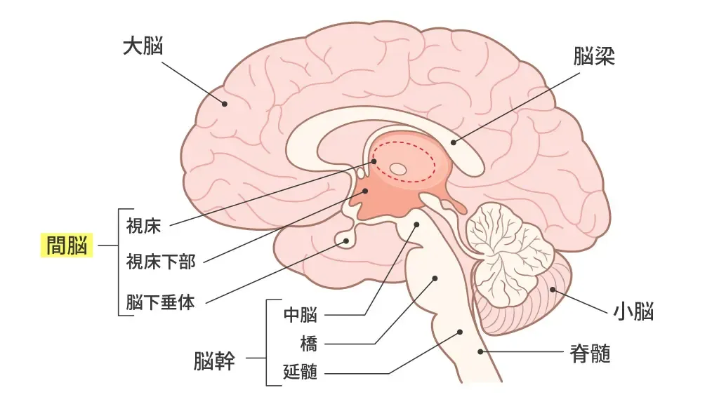 バソプレシンを分泌する視床下部の位置を説明する画像